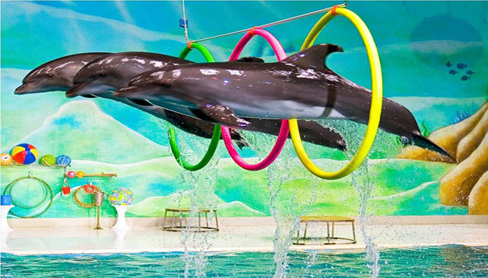 معرفی پارک دلفین های گرجستان 2